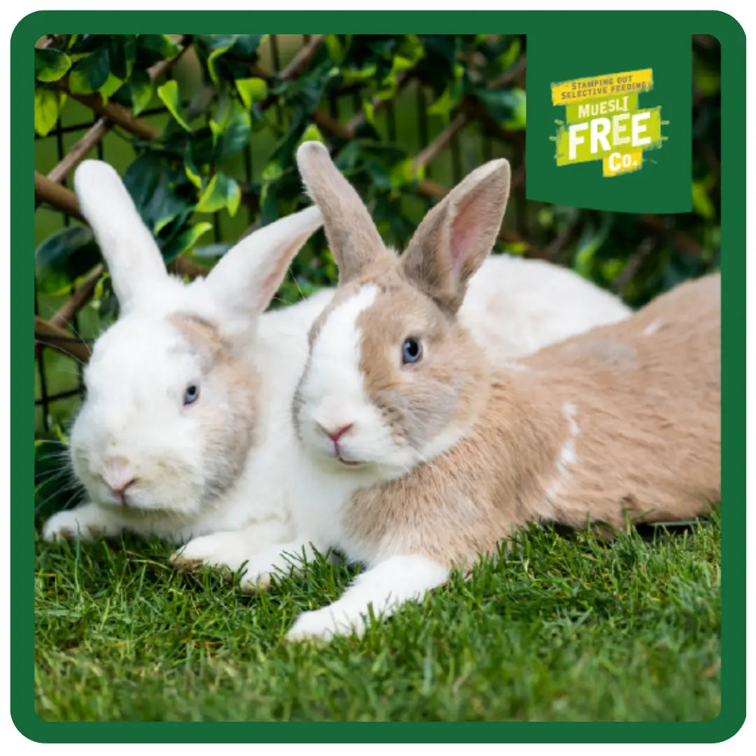 Burgess Excel Adult Rabbit Nuggets with Mint