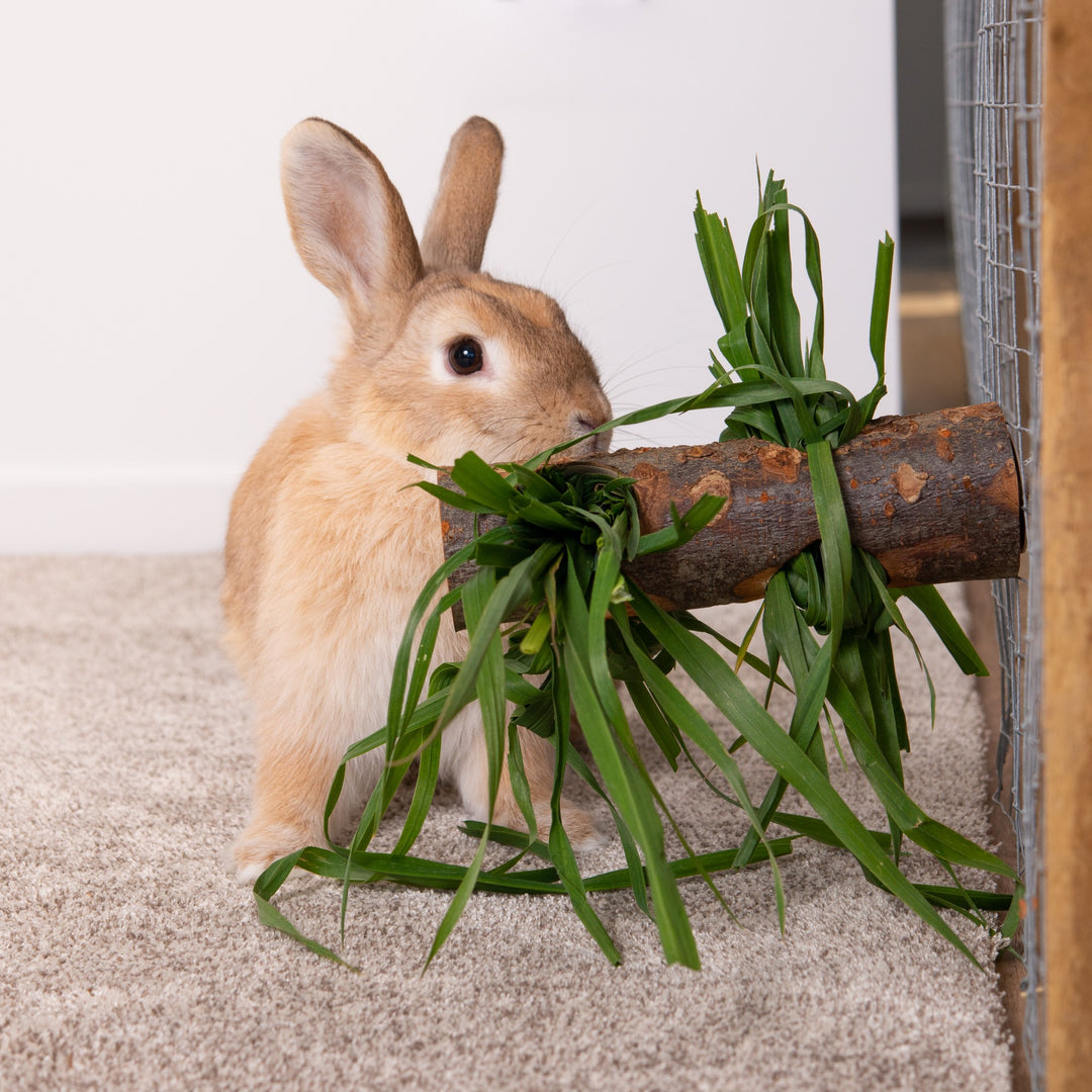 Carrot Cottage - Chomp Log