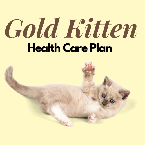 Gold Kitten Healthcare Plan