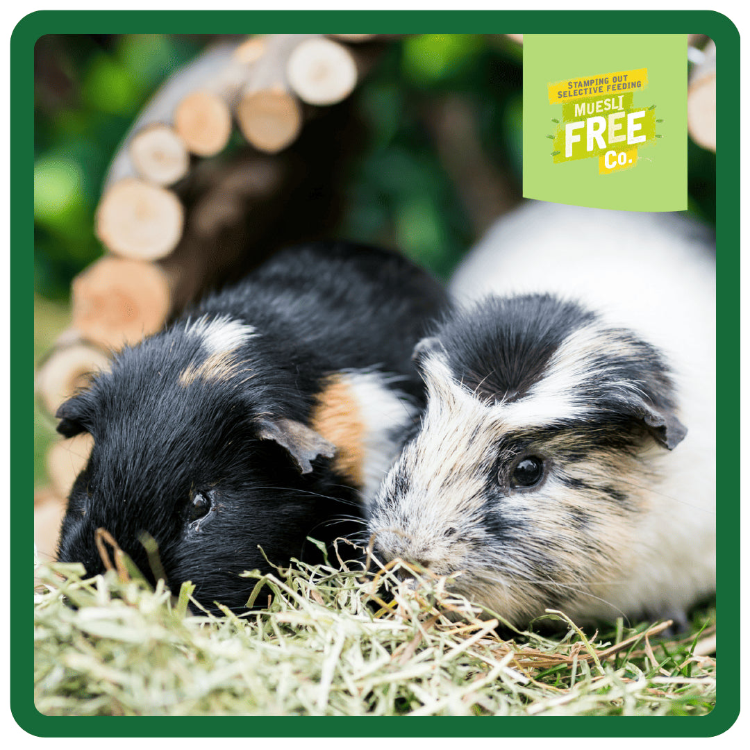 Burgess Excel Adult Guinea Pig Nuggets with Mint
