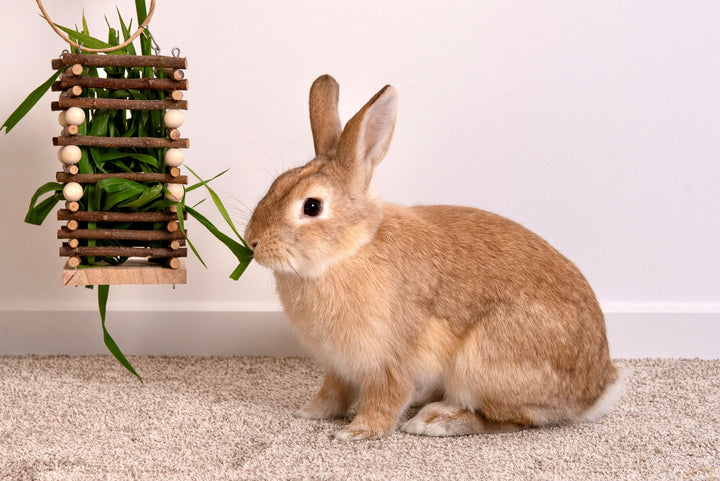 Carrot Cottage - Hay Feeder