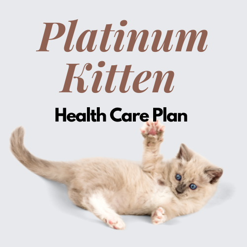 Platinum Kitten Healthcare Plan
