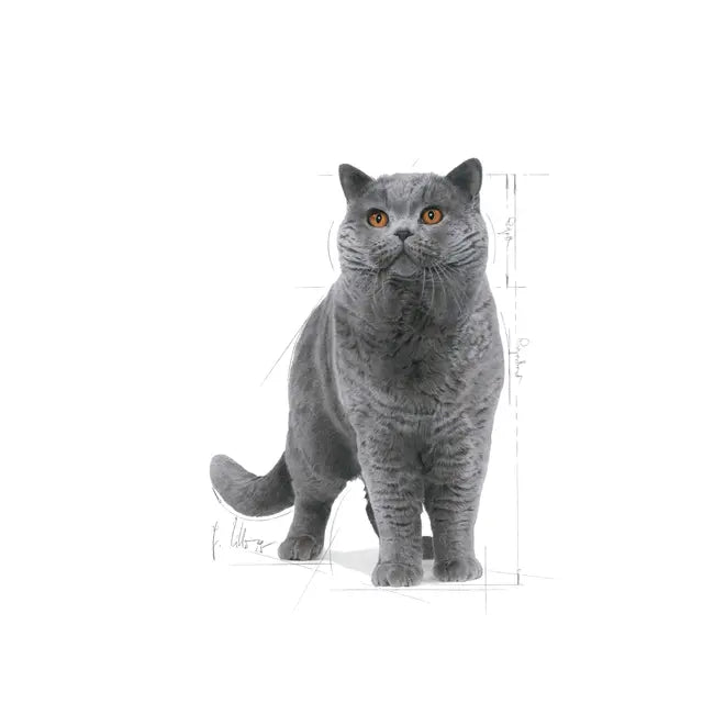 Royal Canin British Shorthair Adult