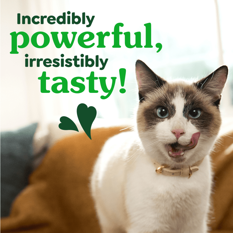 FELINE GREENIES™ Dental Treats