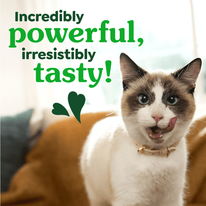 FELINE GREENIES™ Dental Treats