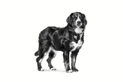 Royal Canin | Adult Large Dog
