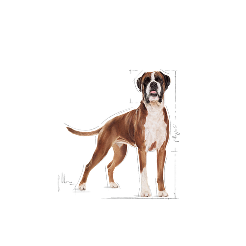 Royal Canin Boxer Adult