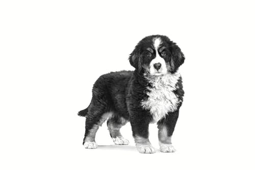 Royal Canin | Neutered Junior Large Dog