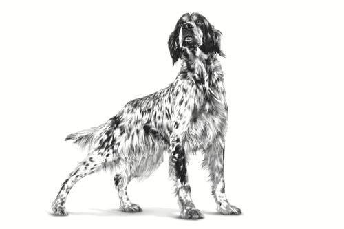 Royal Canin | Adult Medium Dog 9kg
