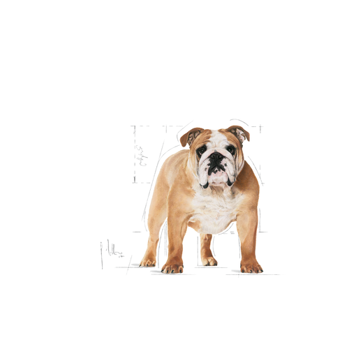 Royal Canin | Bulldog Adult