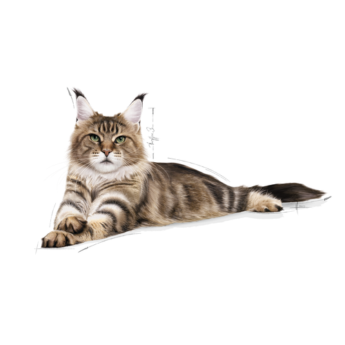 Royal Canin | Maine Coon Adult